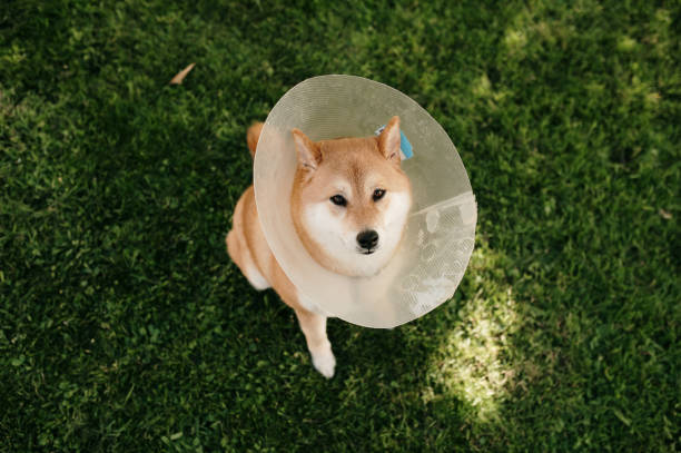 istock Dog with elizabethan collar looking at camera 1479663414