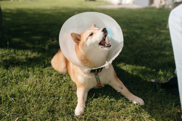 istock Dog with cone collar barking 1479663436
