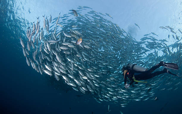 istock Diver with a school of Jacks 147966456