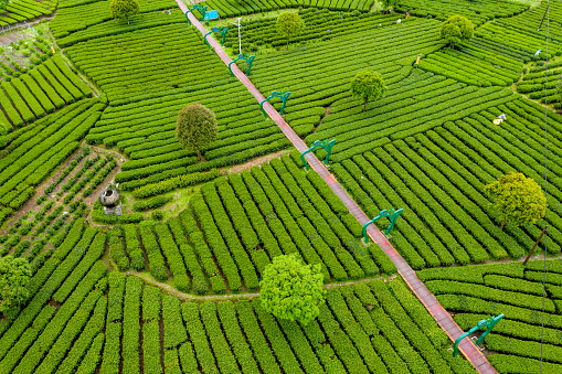 Aerial photography tea garden, modern agriculture