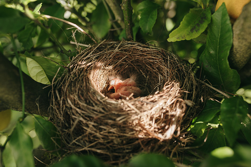 Bird chicks inside a nest