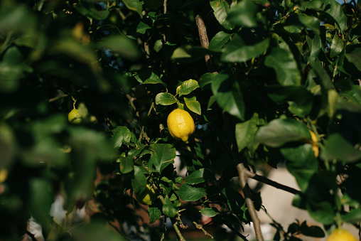 A lemon in a lemon tree