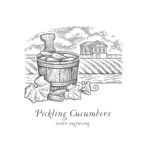 Vector illustration of Pickling Cucumbers