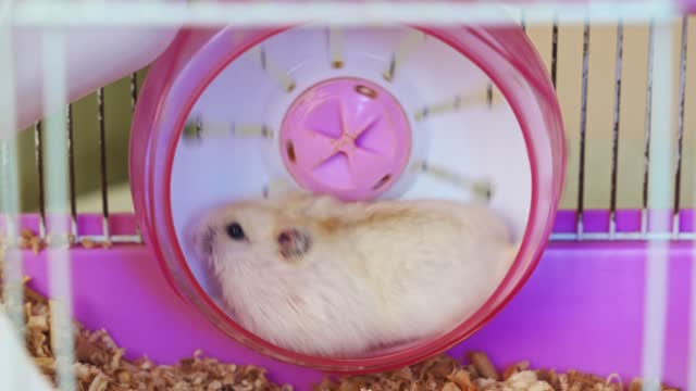 white with a red hamster runs in the wheel in a pink cage.