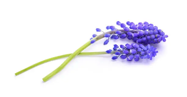 Grape hyacinth flowers isolated on white background