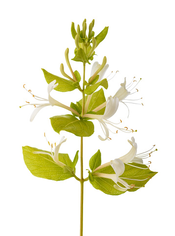 Honeysuckle flower isolated on white background
