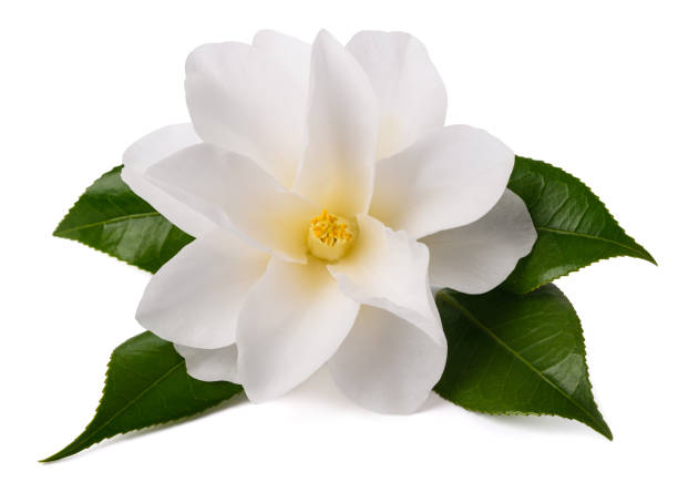 istock Camellia flower with leaves 1479667910