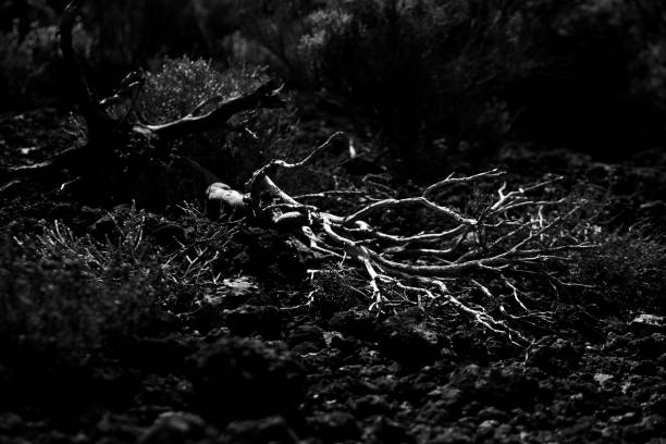 istock Black and white monochrome black ground silver plant 1479669276