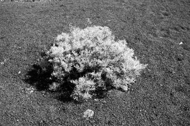 istock Black and white monochrome black ground silver plant 1479669312