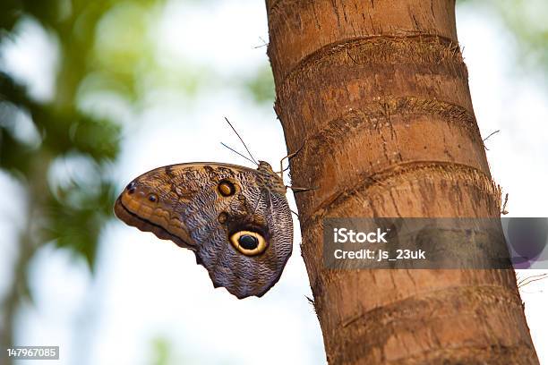 Tawny Owl Butterfly - zdjęcia stockowe i więcej obrazów Brzuch - Brzuch, Brzuch zwierzęcia, Brązowy