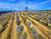 Blooming almond orchard
