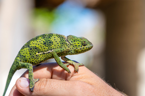 Closeup of a chameleon sitting on a hand on the island of Zanzibar, Tanzania, East Africa