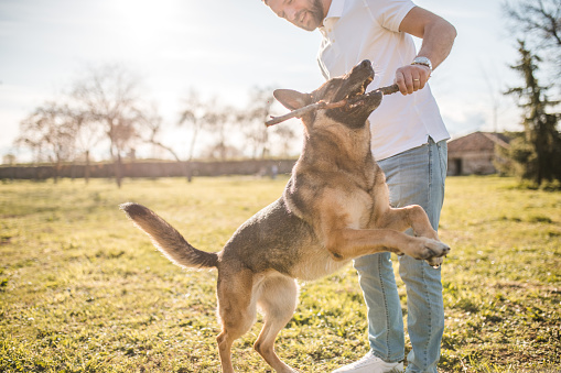 A German Shepherd dog plays in the park with its male owner and a wooden stick