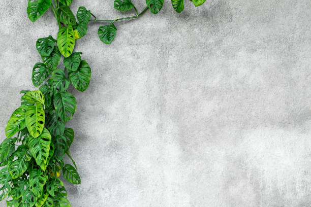 istock Green monster growing along a gray concrete wall with a copy space. 1479674913