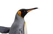 Lateral close-up of the head of a pretty king penguin, cropped against a white background