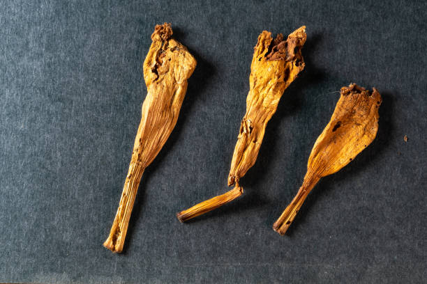 istock chinese medicine Trumpet creeper on black background 1479678191