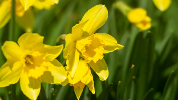 istock Yellow flowers in sunlight 1479678789