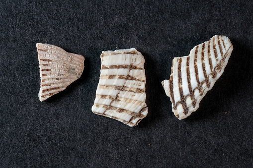 concha arcae ark shell, blood clam shell