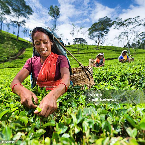 Tamil Pickers Puntear Hojas De Té A Plantation Foto de stock y más banco de imágenes de Sri Lanka - Sri Lanka, Té - Cultivo, Adulto