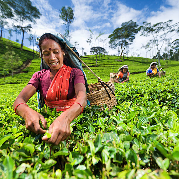 istock Tamil pickers plucking tea leaves on plantation 147967984