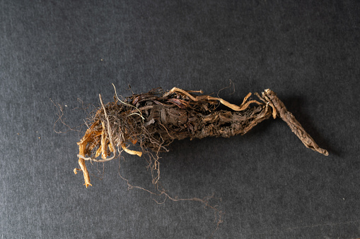 Soil and root structure, network of roots under soil, plant root. The root of the plant is in the soil.
