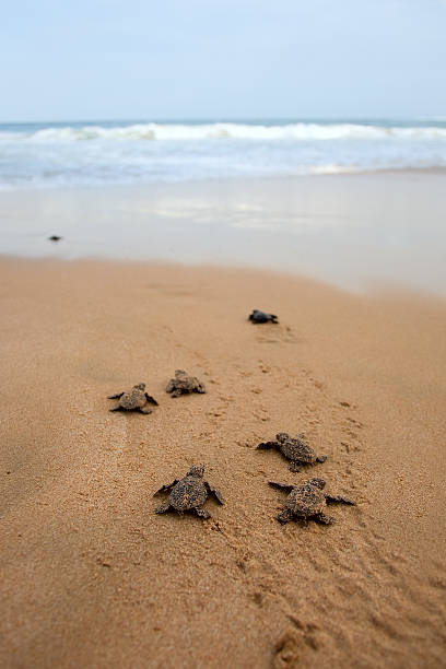 loggerhead meeresschildkröte entstehung - turtle young animal beach sea life stock-fotos und bilder