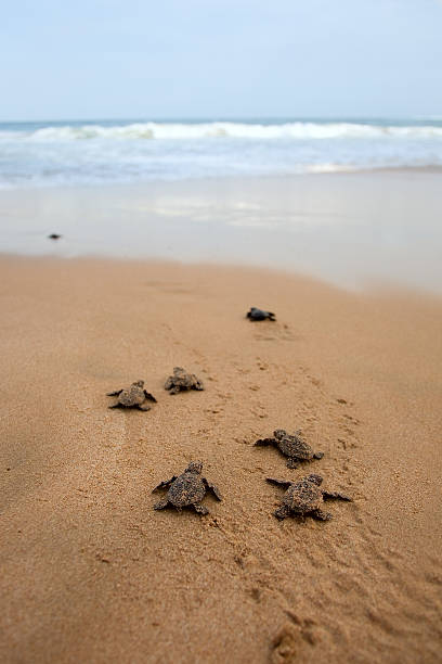 tortuga boba emergencia al mar - turtle young animal hatchling sea fotografías e imágenes de stock