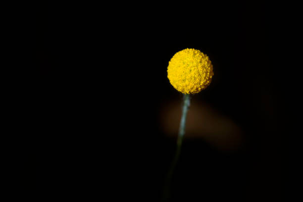 istock Australian native Billy Buttons flower in bloom 1479685811