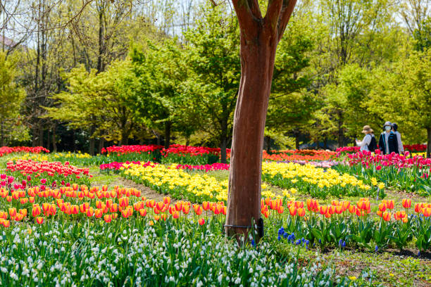 istock Group of colorful tulip on park 1479686597