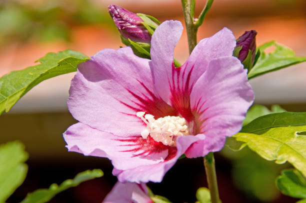 hibiscus - single flower small agriculture nature zdjęcia i obrazy z banku zdjęć