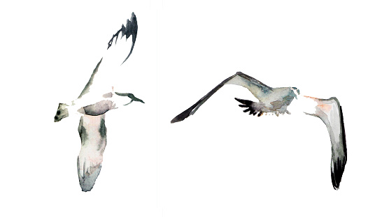 A set of two white gulls. Watercolor illustration of seabirds. Collection Island. Albatross in the sky. A flying bird, big and gray. Cartoon style. Summer motif. Suitable for postcards, pack, design.