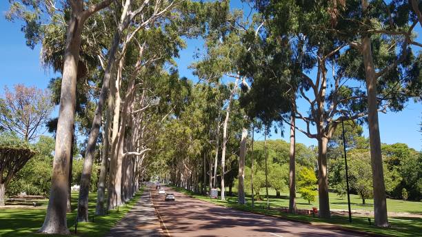 istock 2019 - Road between tall trees in Kings Park, Perth, Australia 1479691970
