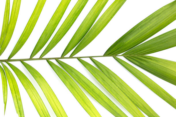 istock Green leaves of palm tree on white background. 1479692238