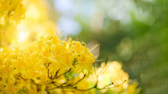 The jungle geranium or Ixora chinensis, Beautiful yellow flower blooms in the garden