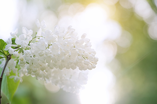 Blossoming lilac tree branch background. Spring background. Copy space. Soft focus