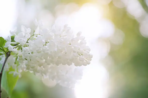 Photo of Blossoming lilac tree branch background
