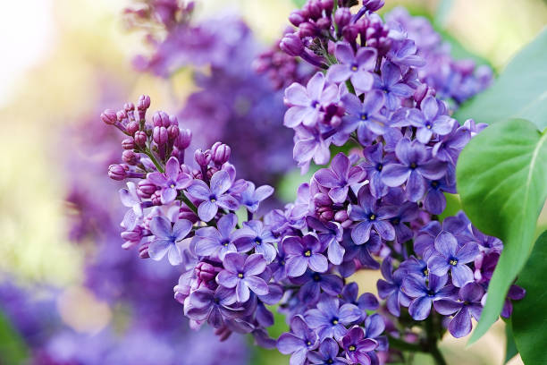 virágzó lila fa ág háttér - lilac flower témájú stock jelleg&u