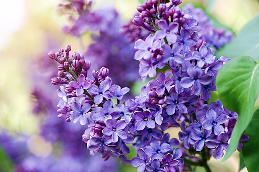 Blossoming lilac tree branch background