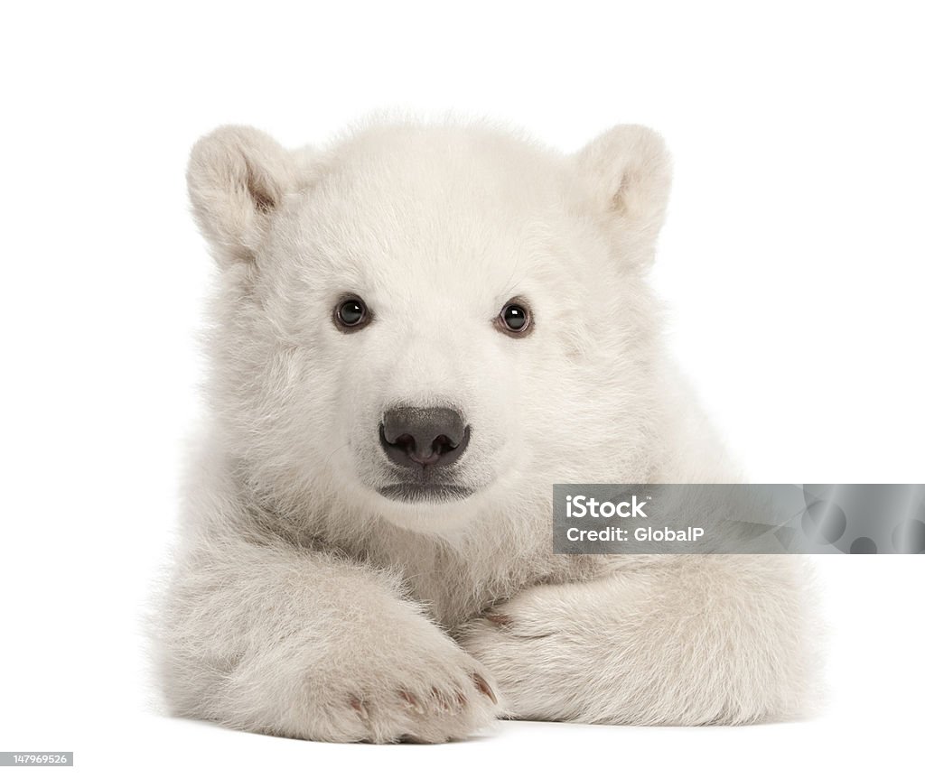 Polar bear cub, Ursus maritimus, 3 months old, lying Polar bear cub, Ursus maritimus, 3 months old, lying against white background Polar Bear Stock Photo