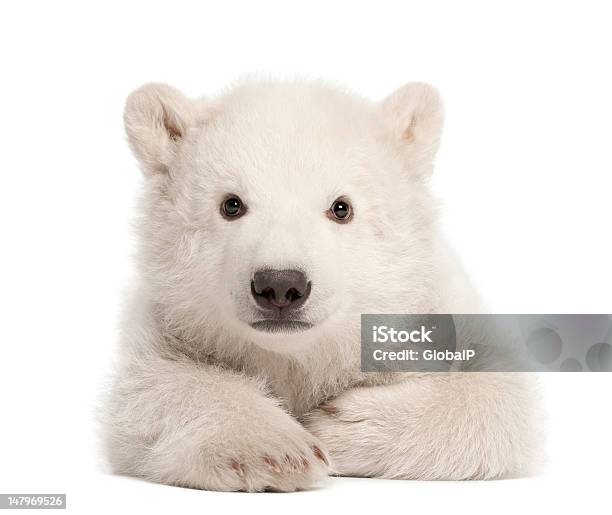 Polar Bear Cub Ursus Maritimus 3 Months Old Lying Stock Photo - Download Image Now