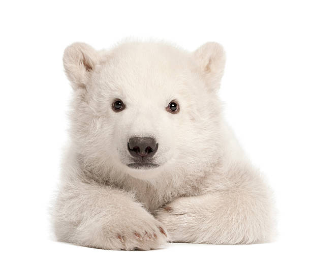 niedźwiedź polarny młode, ursus maritimus, 3 miesiące, leżeć - polar bear young animal cub isolated zdjęcia i obrazy z banku zdjęć