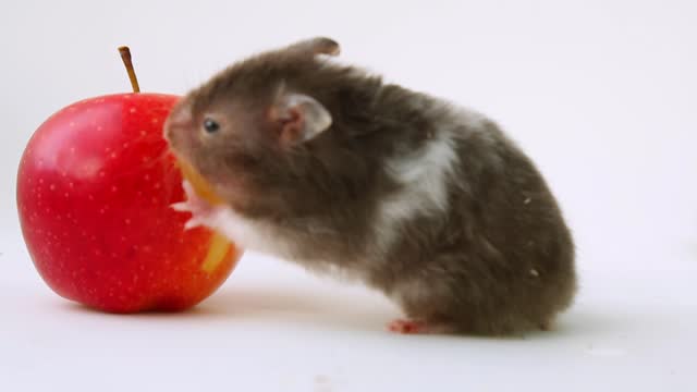 A gray hamster eats a red apple. A young hungry hamster bites and chews an apple