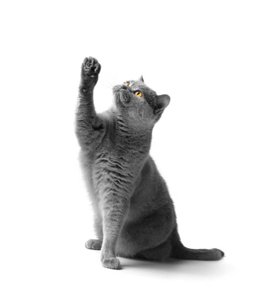 The cat on its hind legs reaches for a treat. Purebred British gray cat sits and stretches its paw up on a white background. Advertising of treats, food for cats. grey cat white paws stock pictures, royalty-free photos & images