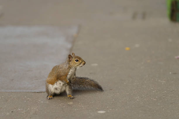 A wild squirrel in via Emanuele Filiberto at Milan, Lombardy, Italy