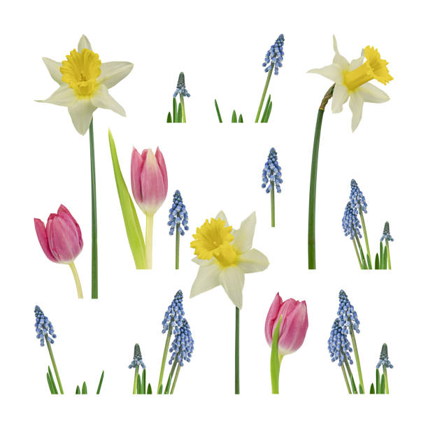 istock Set of spring flowers isolated 1479699325