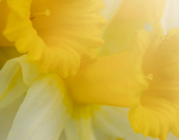 istock Narcissus flowers 1479699391
