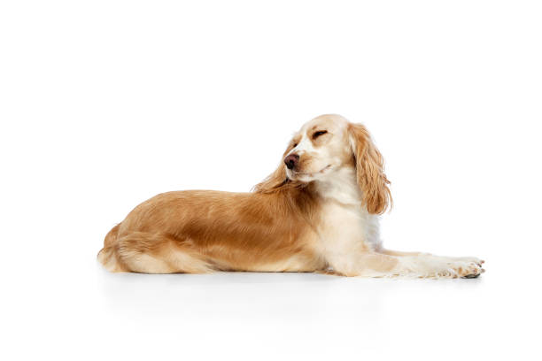 Portrait of a beautiful dog