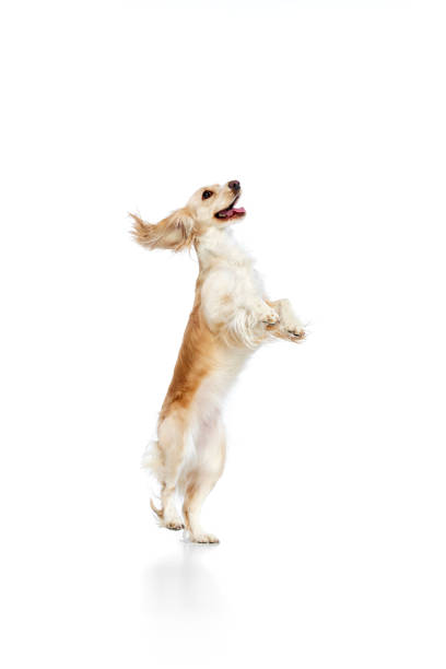 istock Studio image of playful, active, beautiful dog, english cocker spaniel standing on hind legs against white background. 1479701628