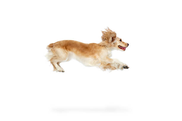 istock Studio image of active, playful, beautiful dog, english cocker spaniel in motion, running against white background. Hunting dog 1479701662