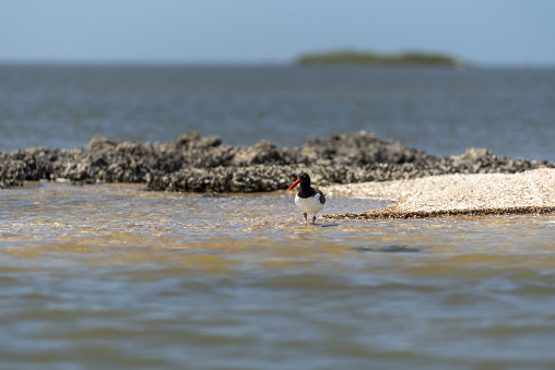Low angle shot of sandbar/oyster bar at low tide with wading American Oystercatcher(Haematopus palliatus).\nPhoto taken at Crystal River, Florida. Nikon D750 with AF-S NIKKOR 70-200mm f/2.8E FL ED VR